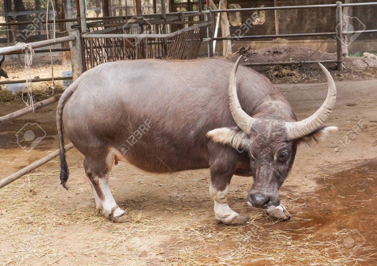 Азиатский Рогач бык