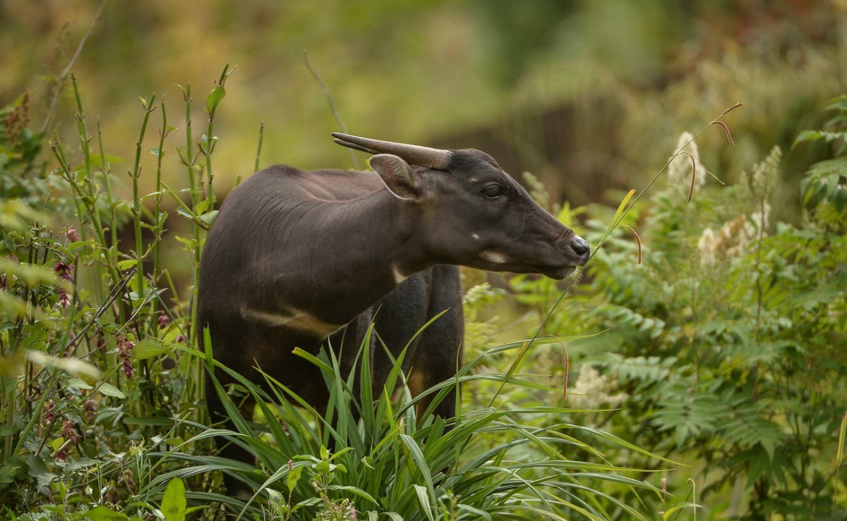 Дикие Буйволы в Абхазии