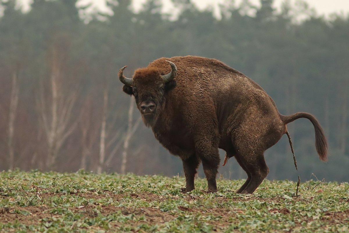 Африканский бык Буффало