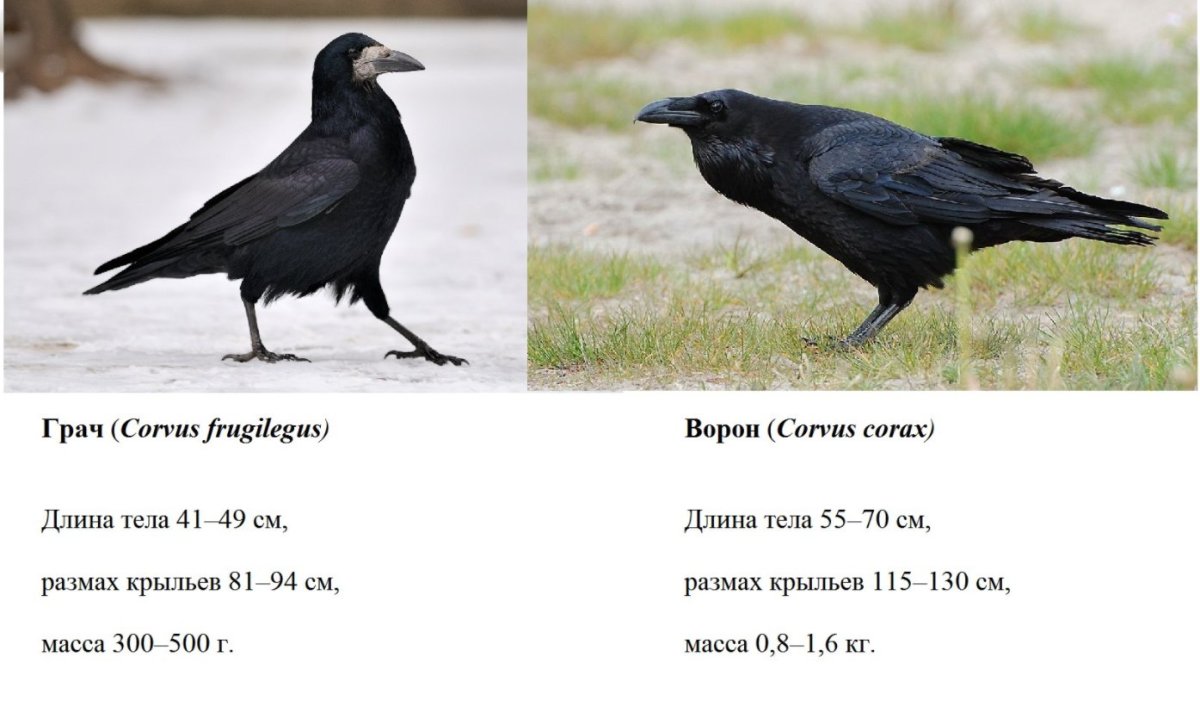 Смешные фото галок