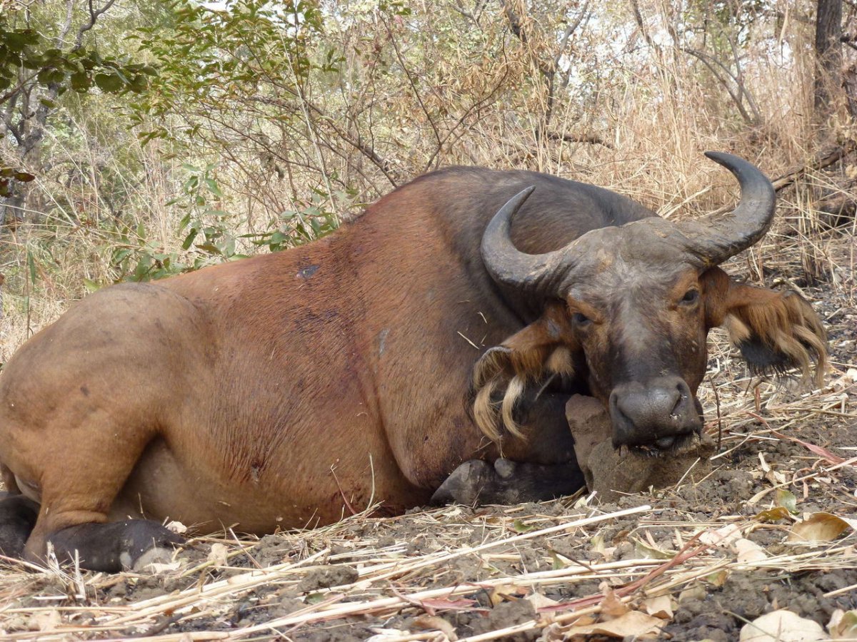 Кентус буйвол