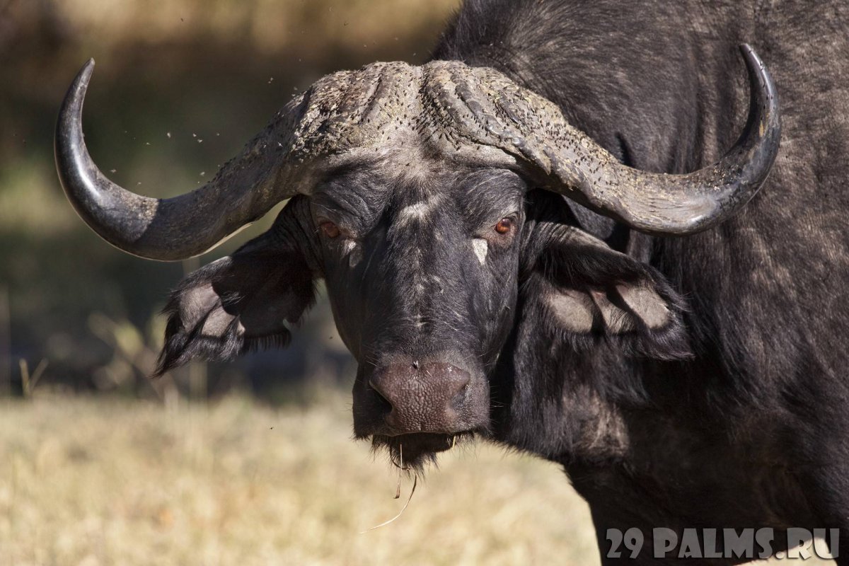 Африканский Лесной буйвол