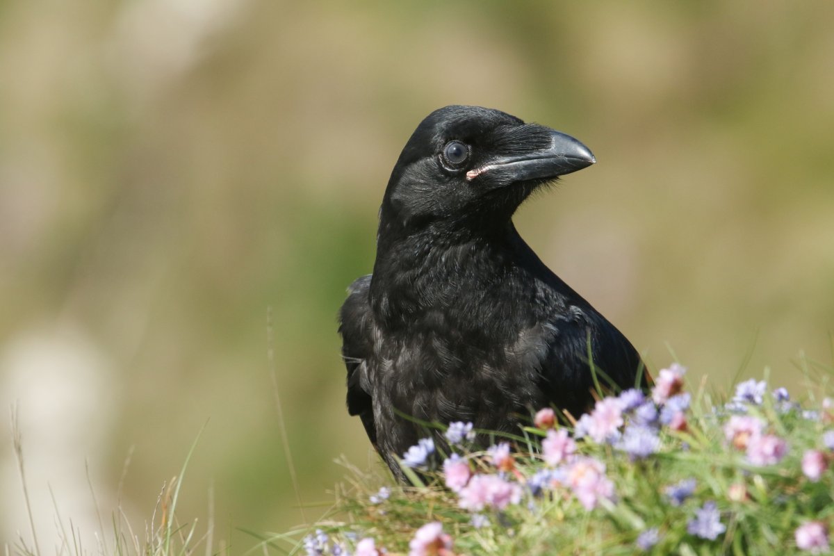 Галка птица