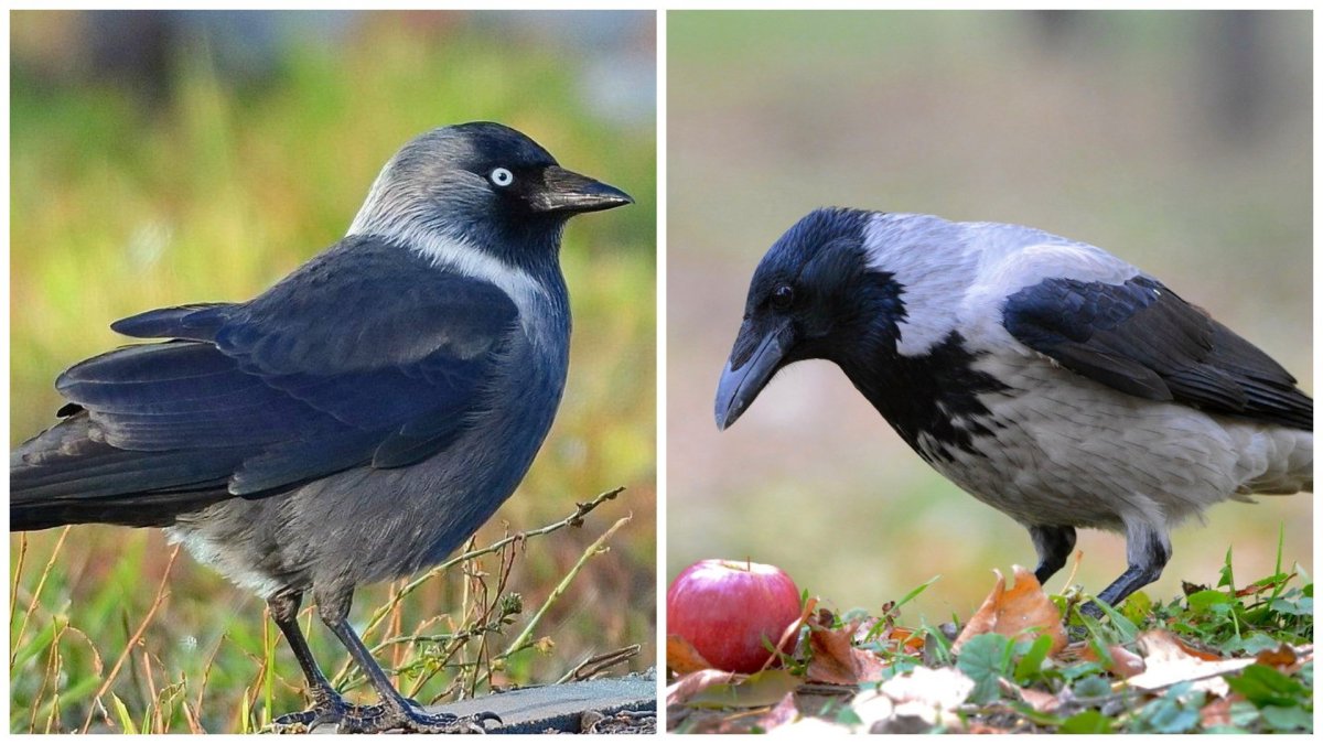 Coloeus monedula Галка