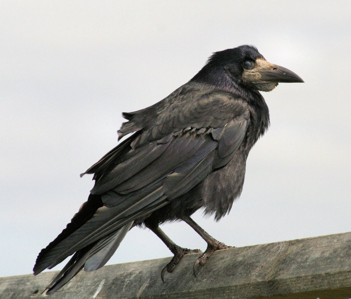 Ворон Грач Галка