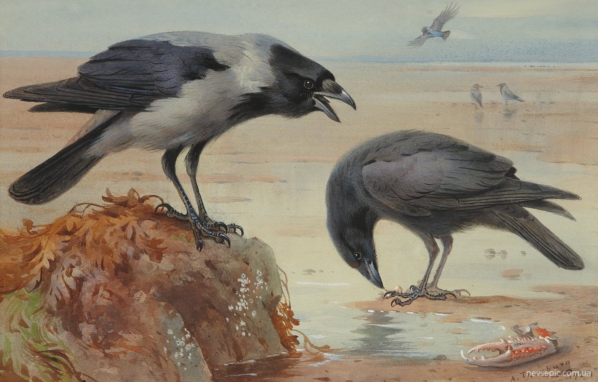 Галка с едой