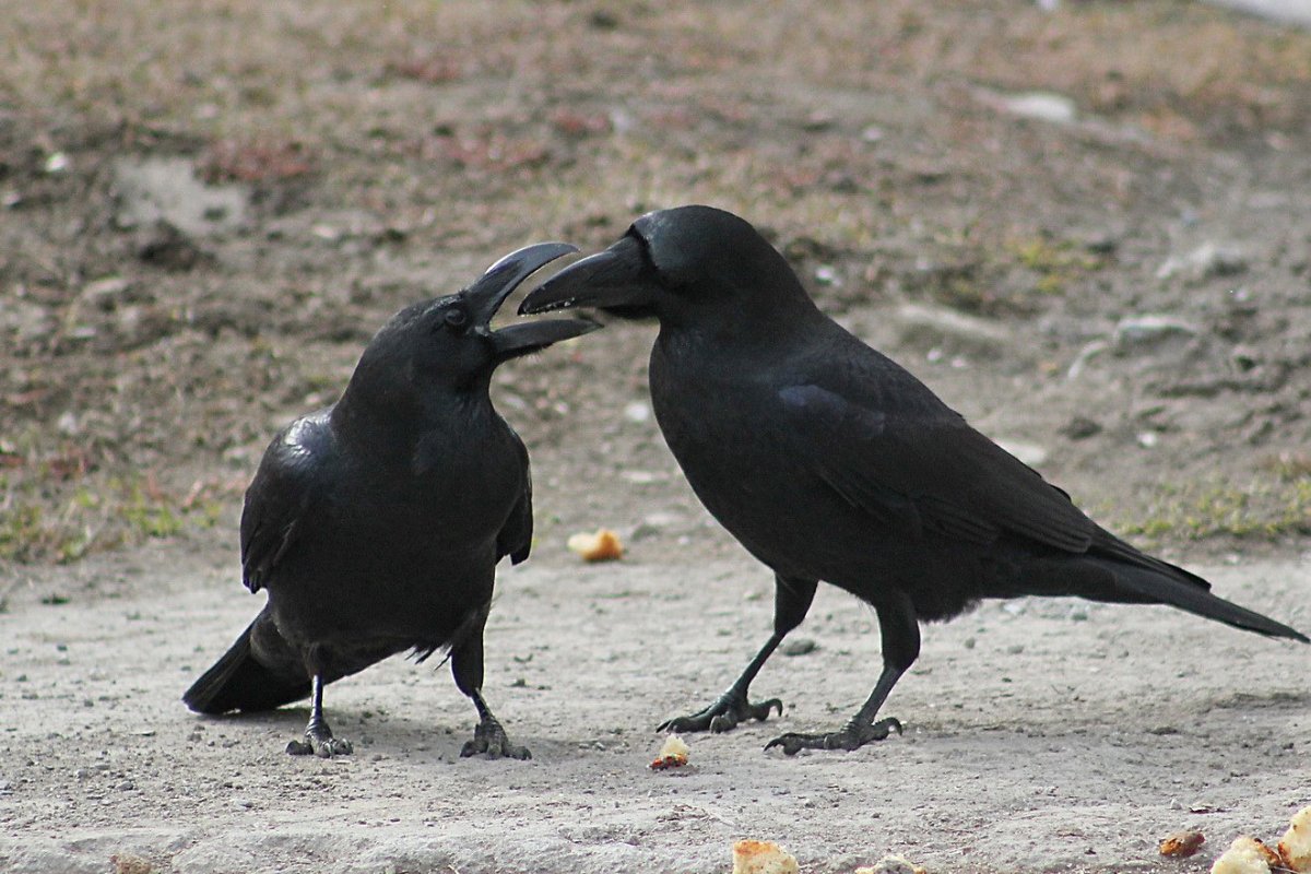 Крейг Косак художник