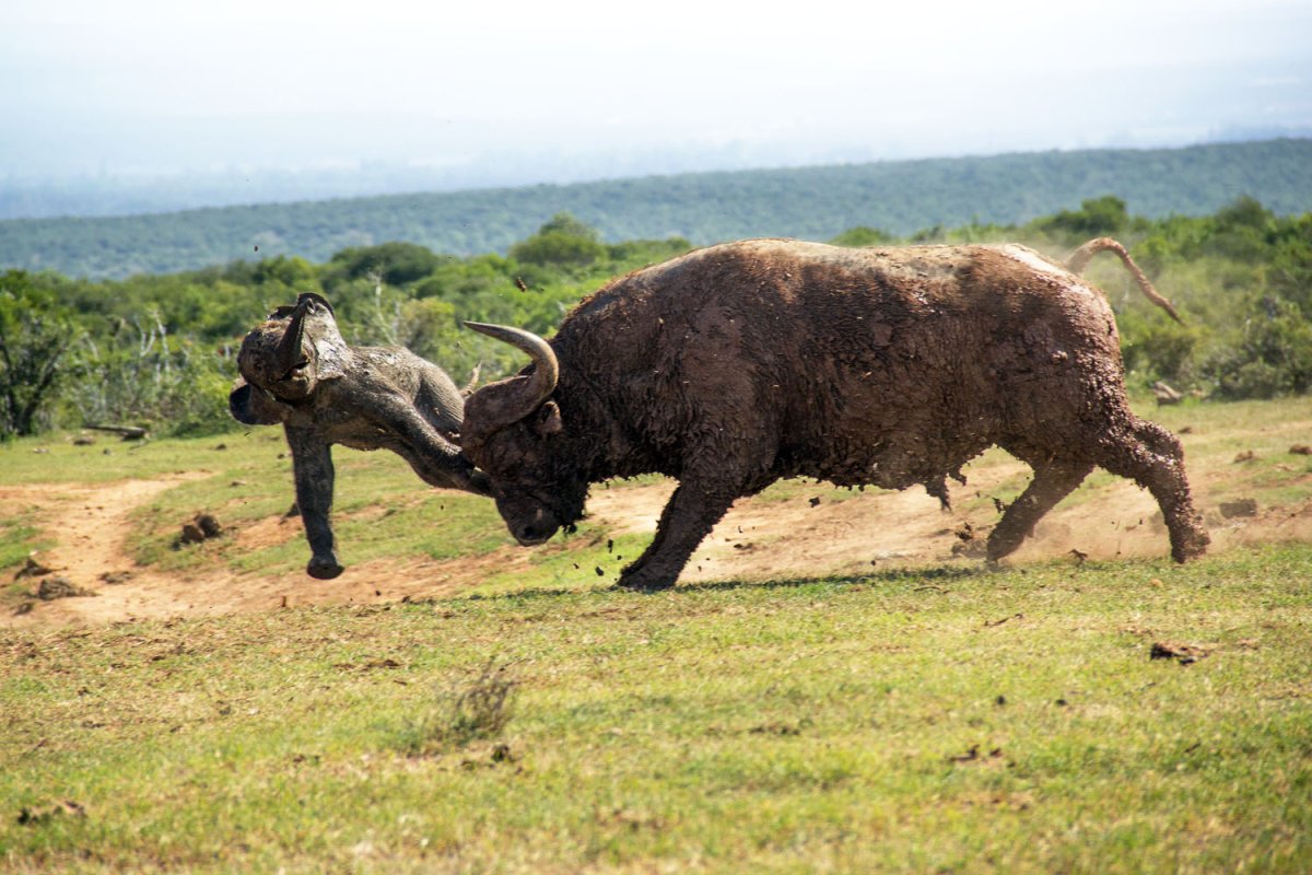 Равнинный аноа