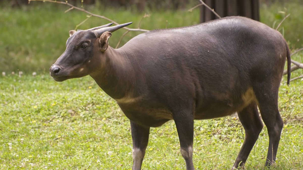 Карликовый Лесной буйвол