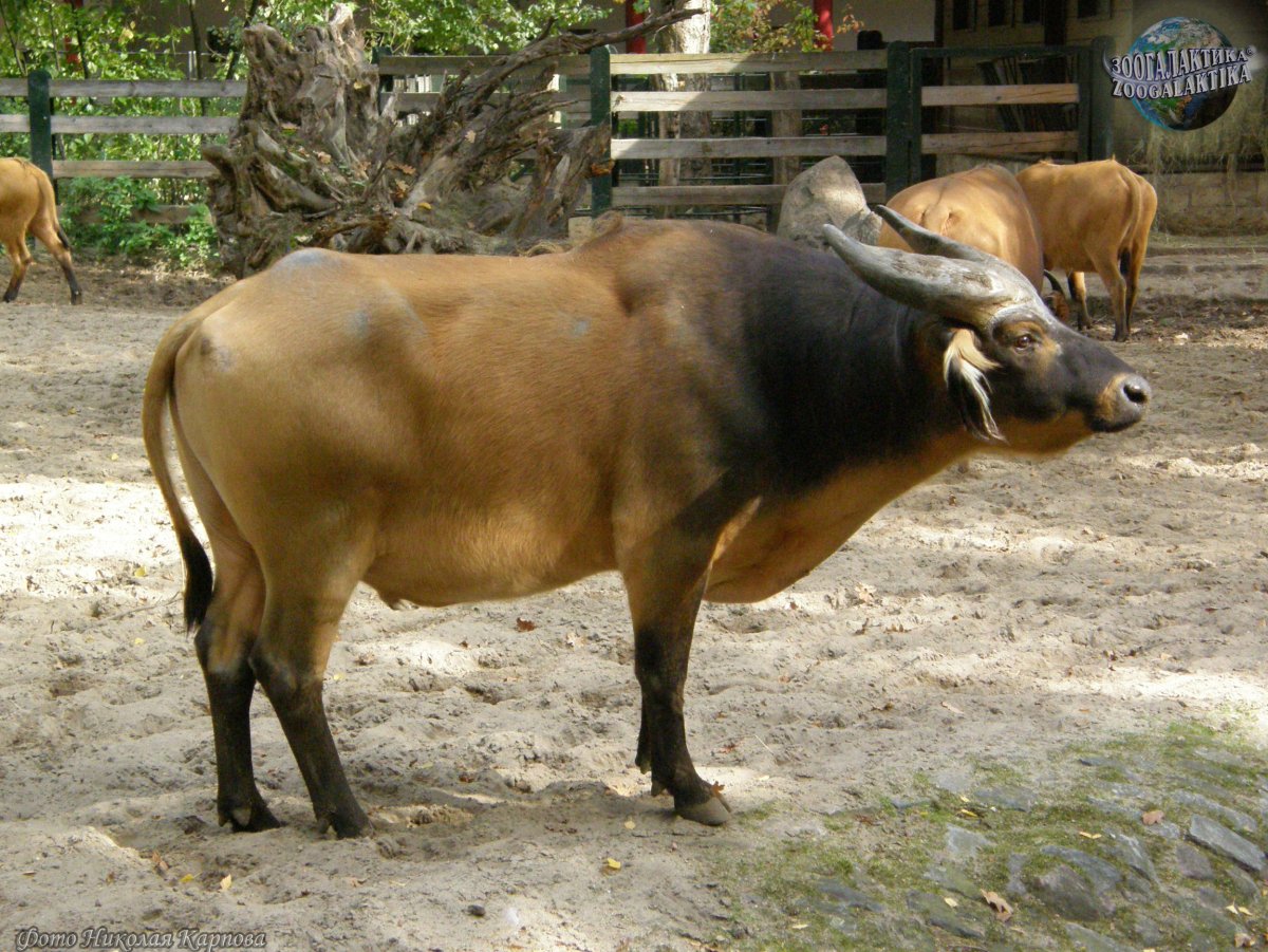 Буйвол (Syncerus caffer)
