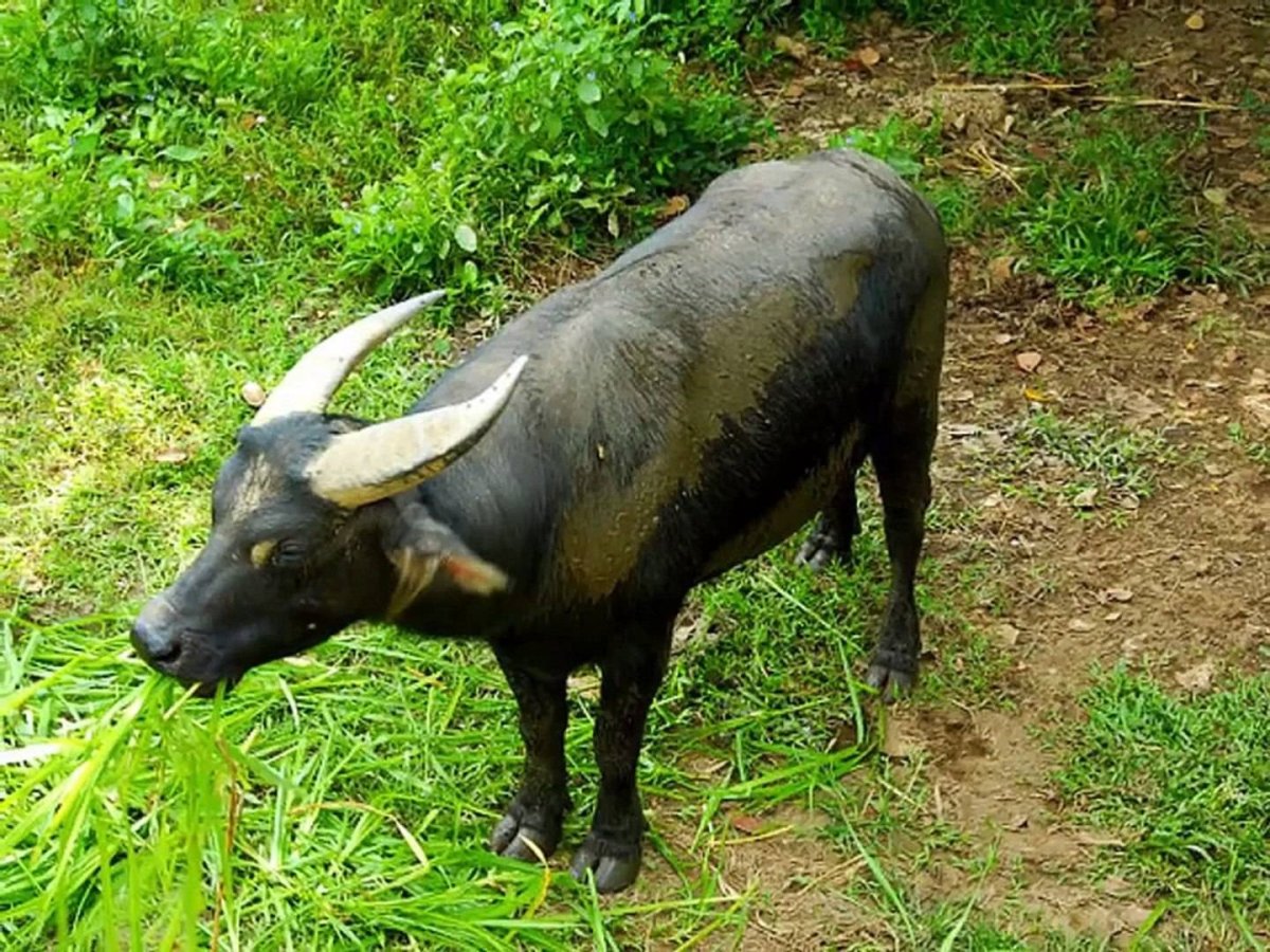 Кентус буйвол