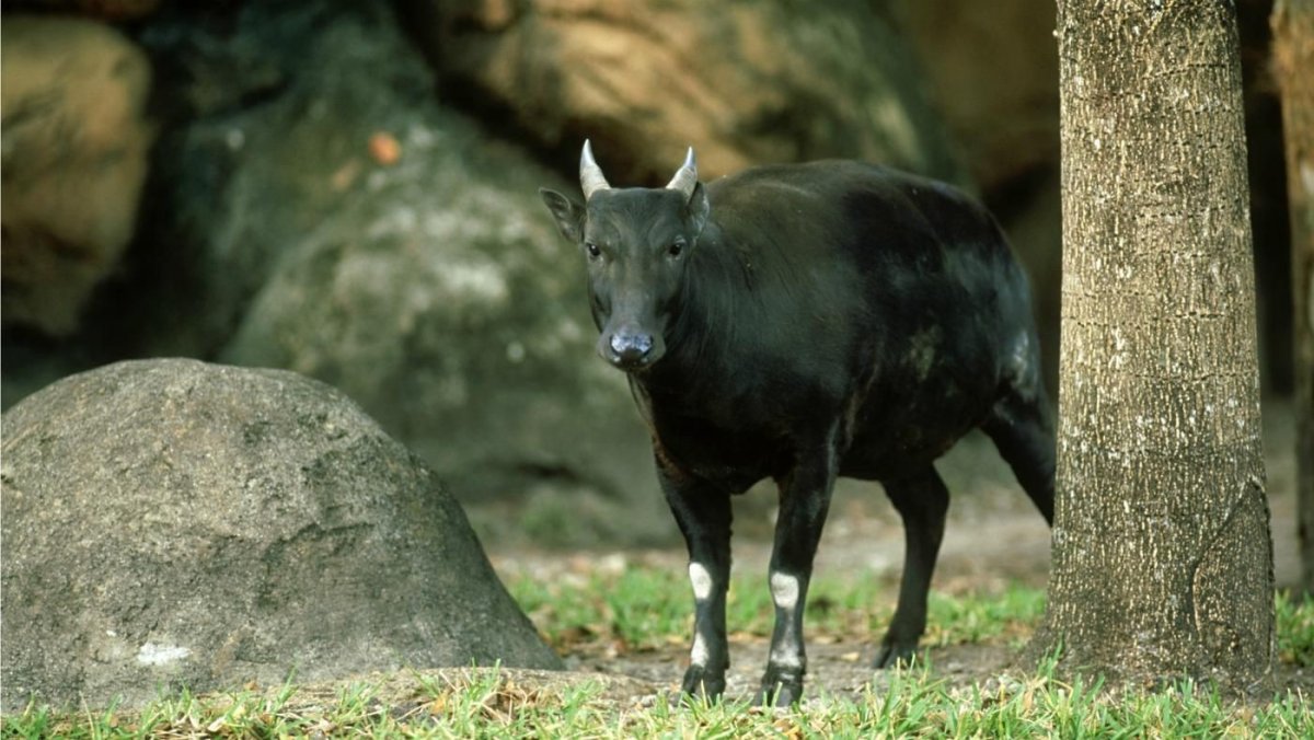 Буйвол Карабао