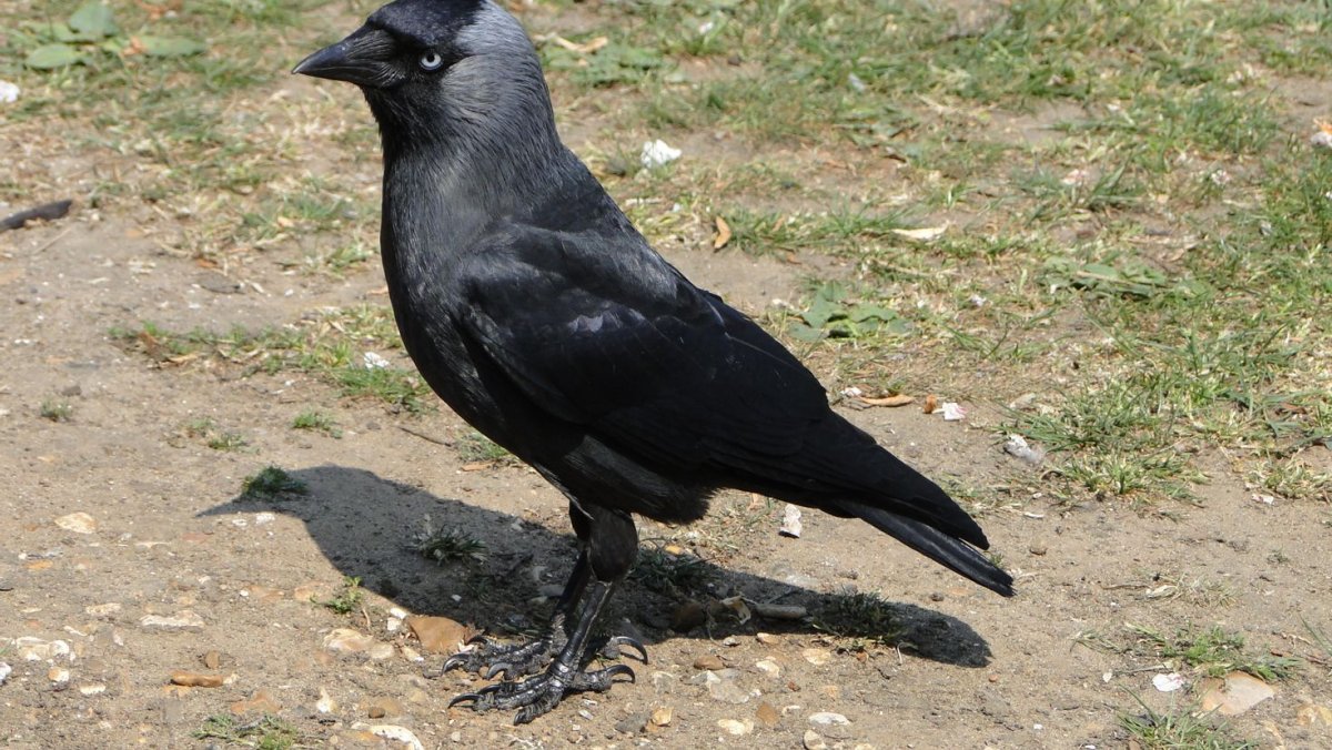 Картины с птицами известных художников