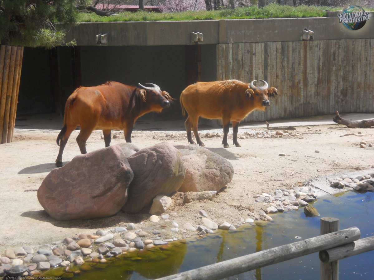 Карликовый Лесной буйвол