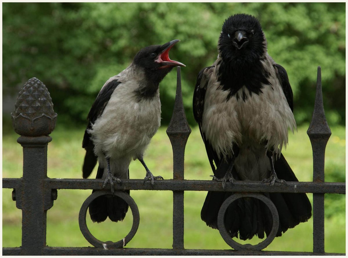 Галка и Галчонок