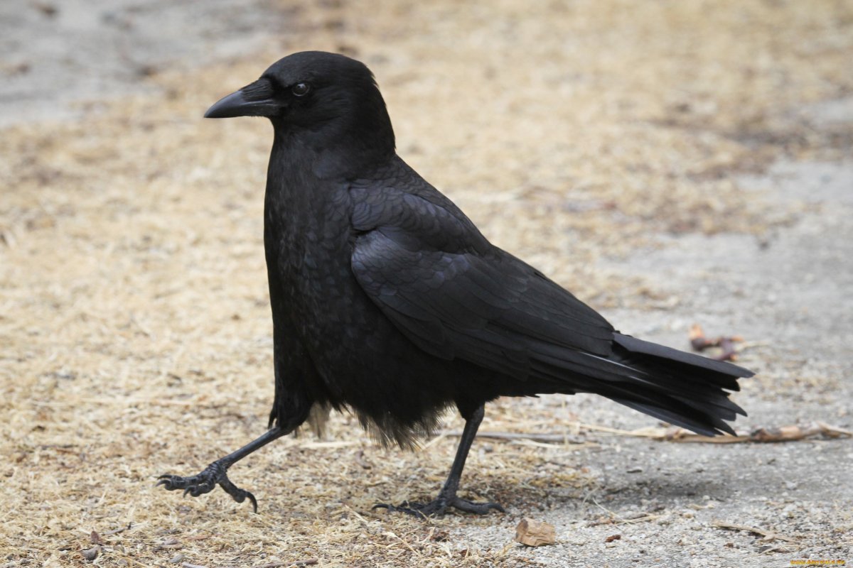 Черная птичка