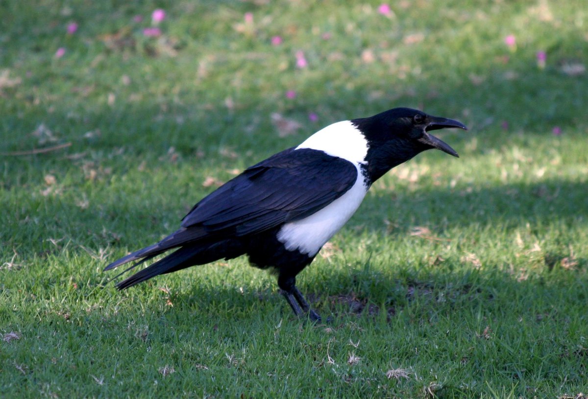 Птица мозгоклюй