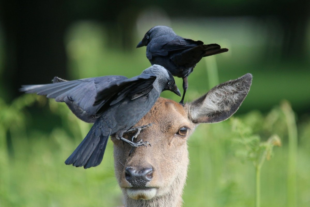 Галка черная птица