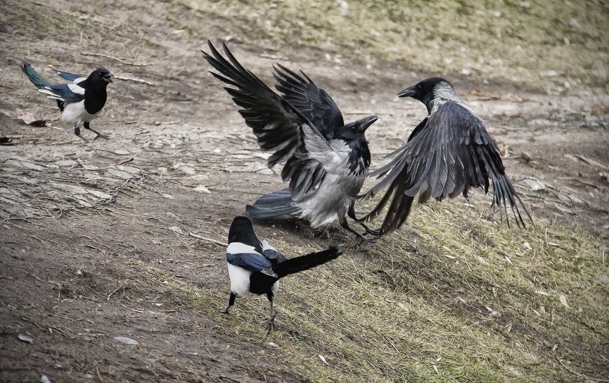 Пара Воронов