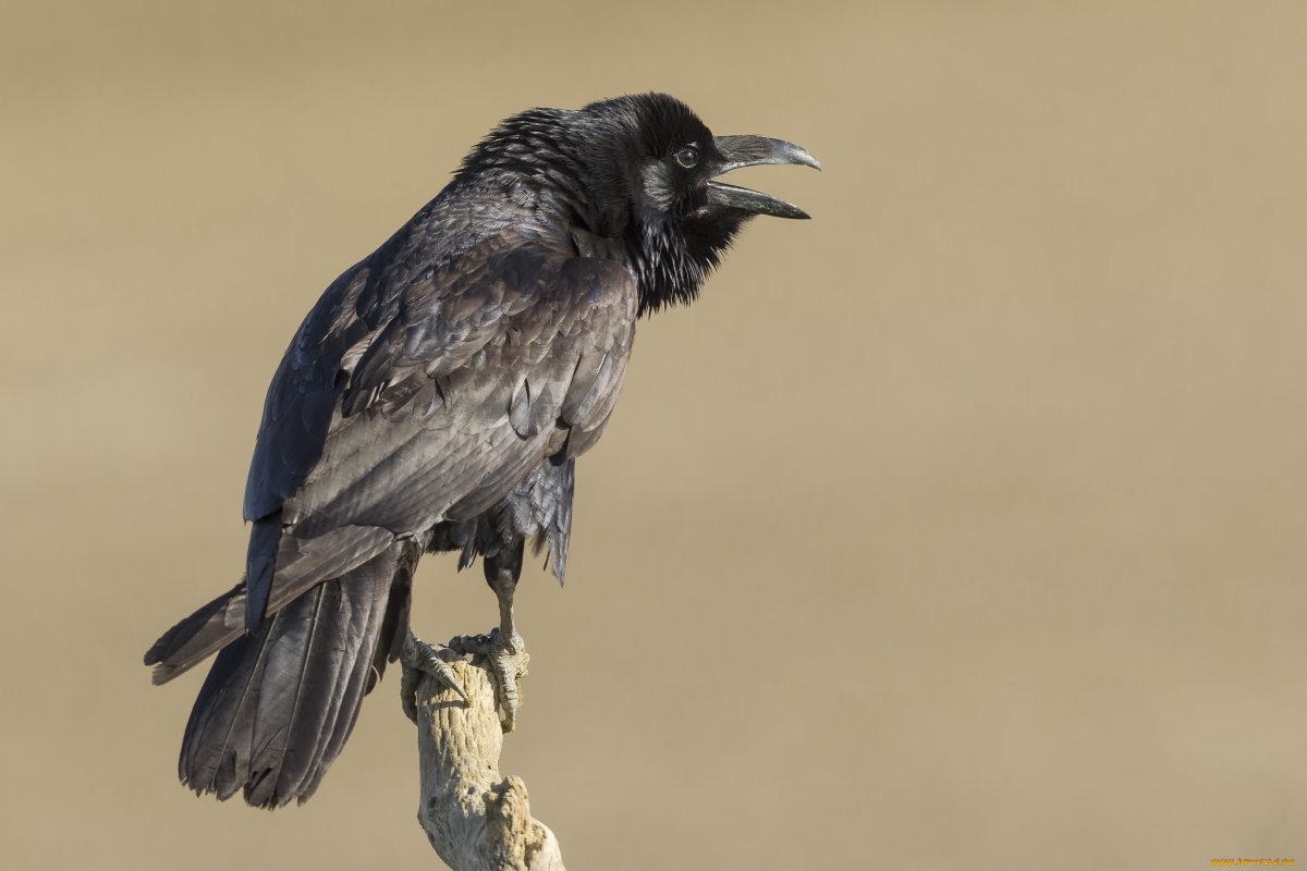 Пары для ворона