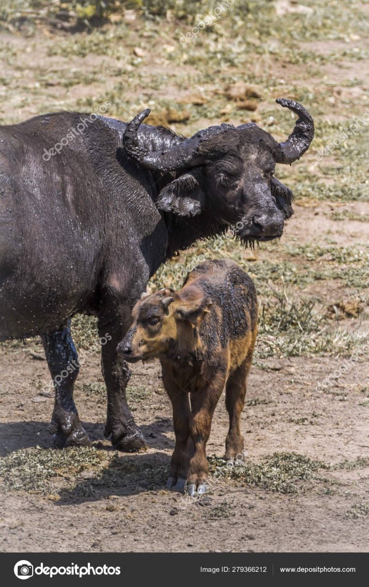 Буйвол Буффало
