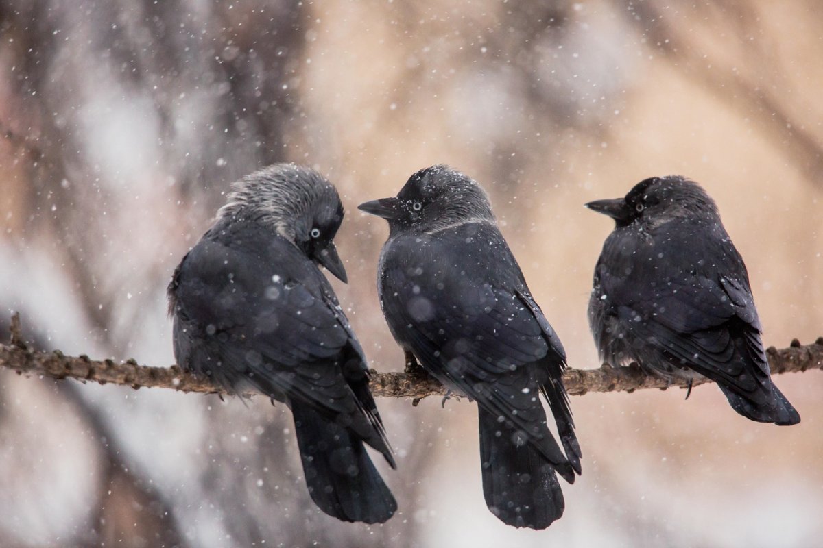 Вороны дерутся