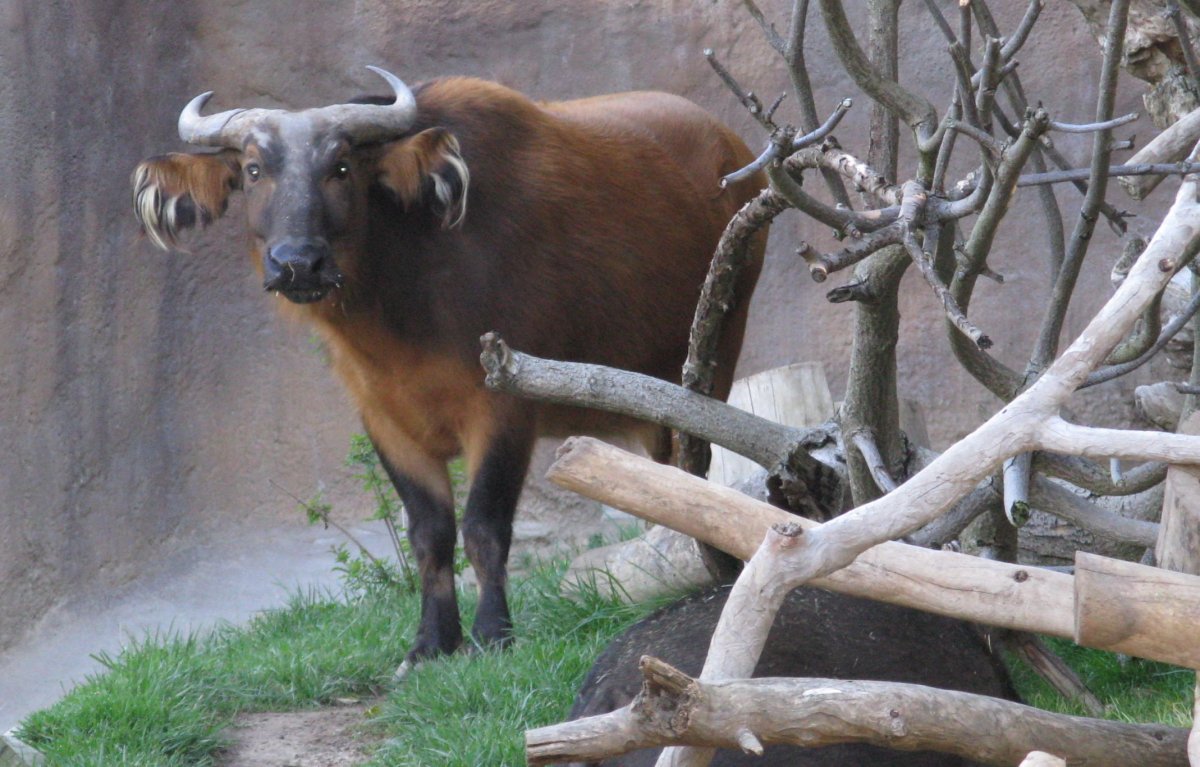 Африканский бык ватусси