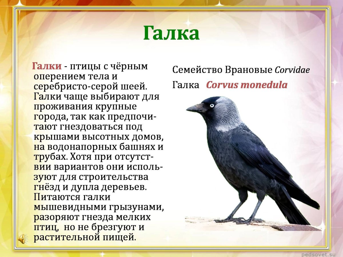 Вороны птицы