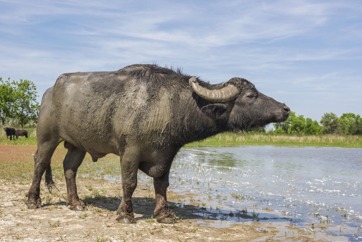 Беловежская пуща Буйволы