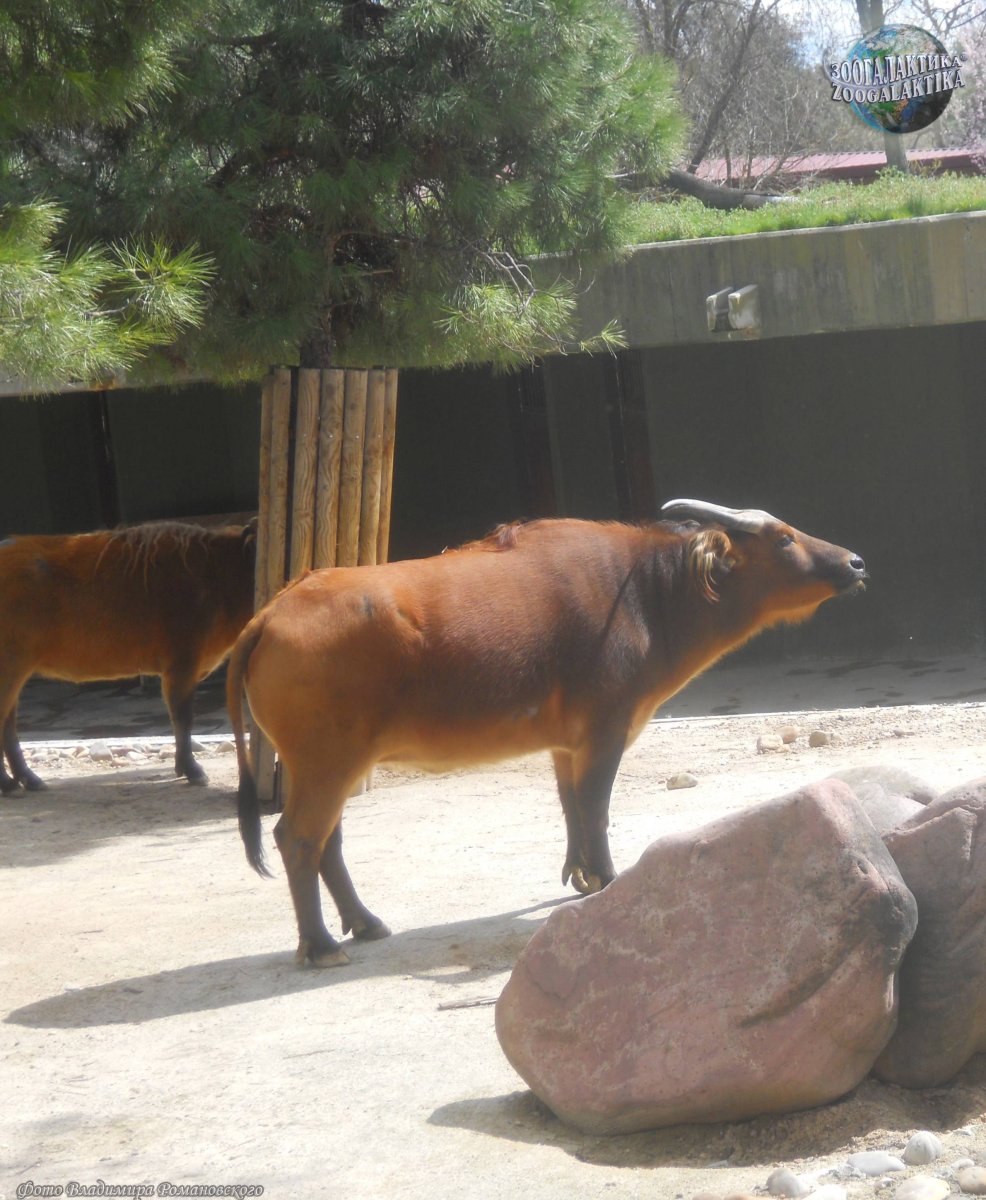 Новорожденные Буйволы