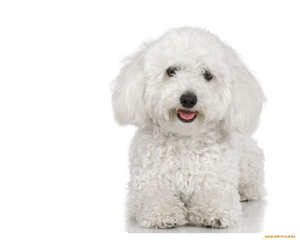 Бишон фризе