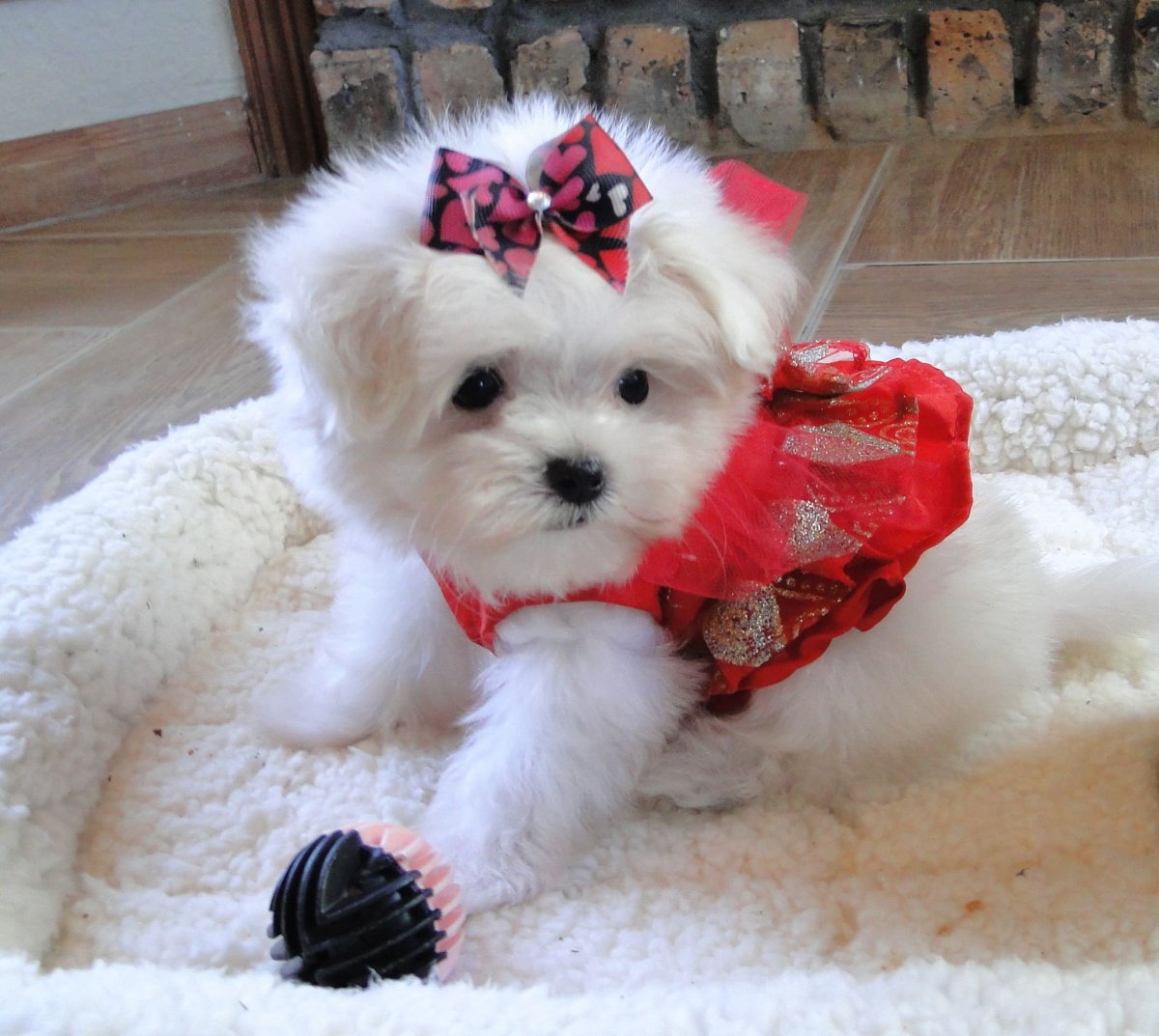 Гаванский Бишон фризе