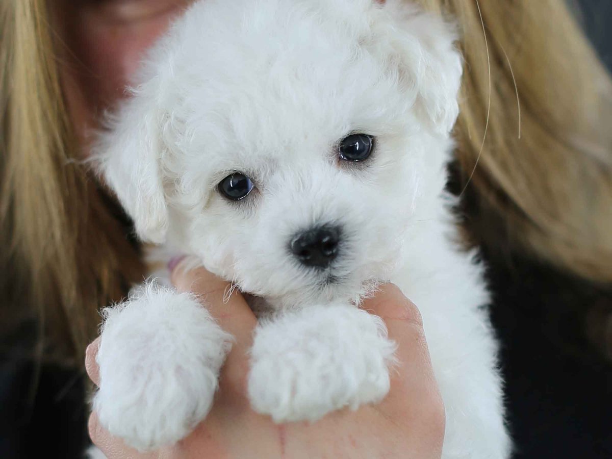 Собачка Бишон фризе