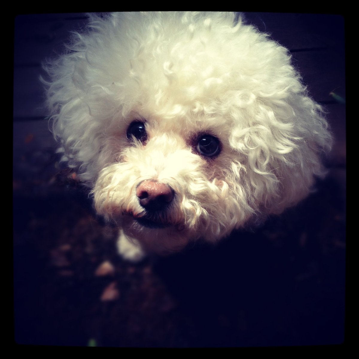 Болонка Бишон и Мальтийская