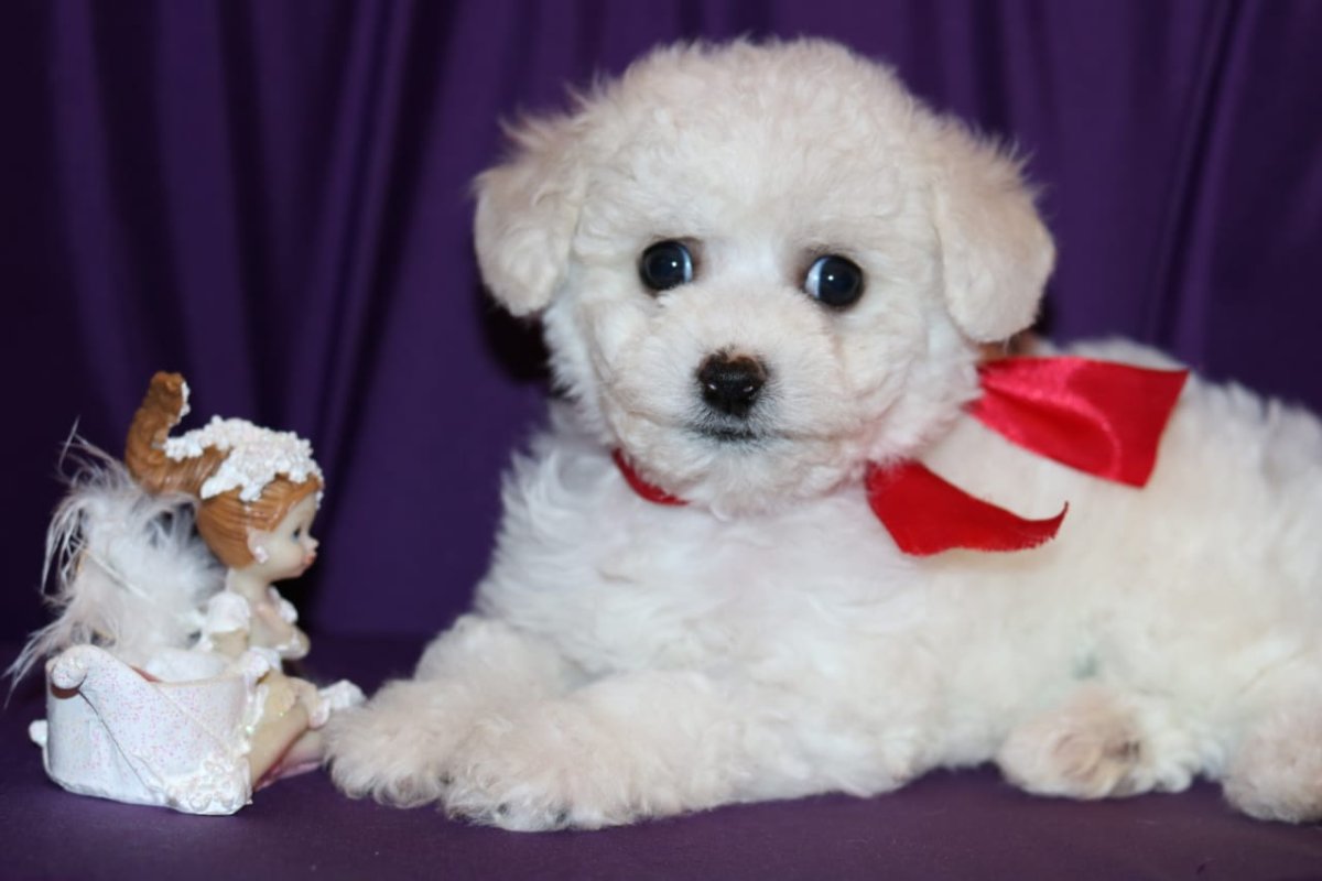 Бишон фризе Тори