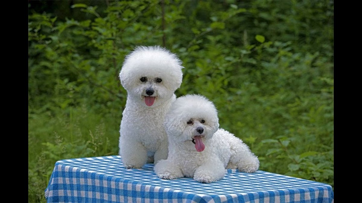 Бишон фризе мини