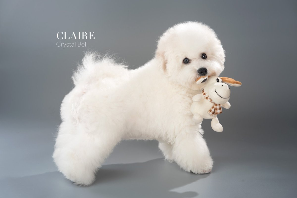 Одежда для Бишон фризе мальчиков