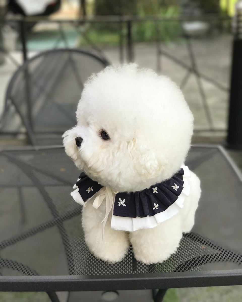 Щенки болонка Тула