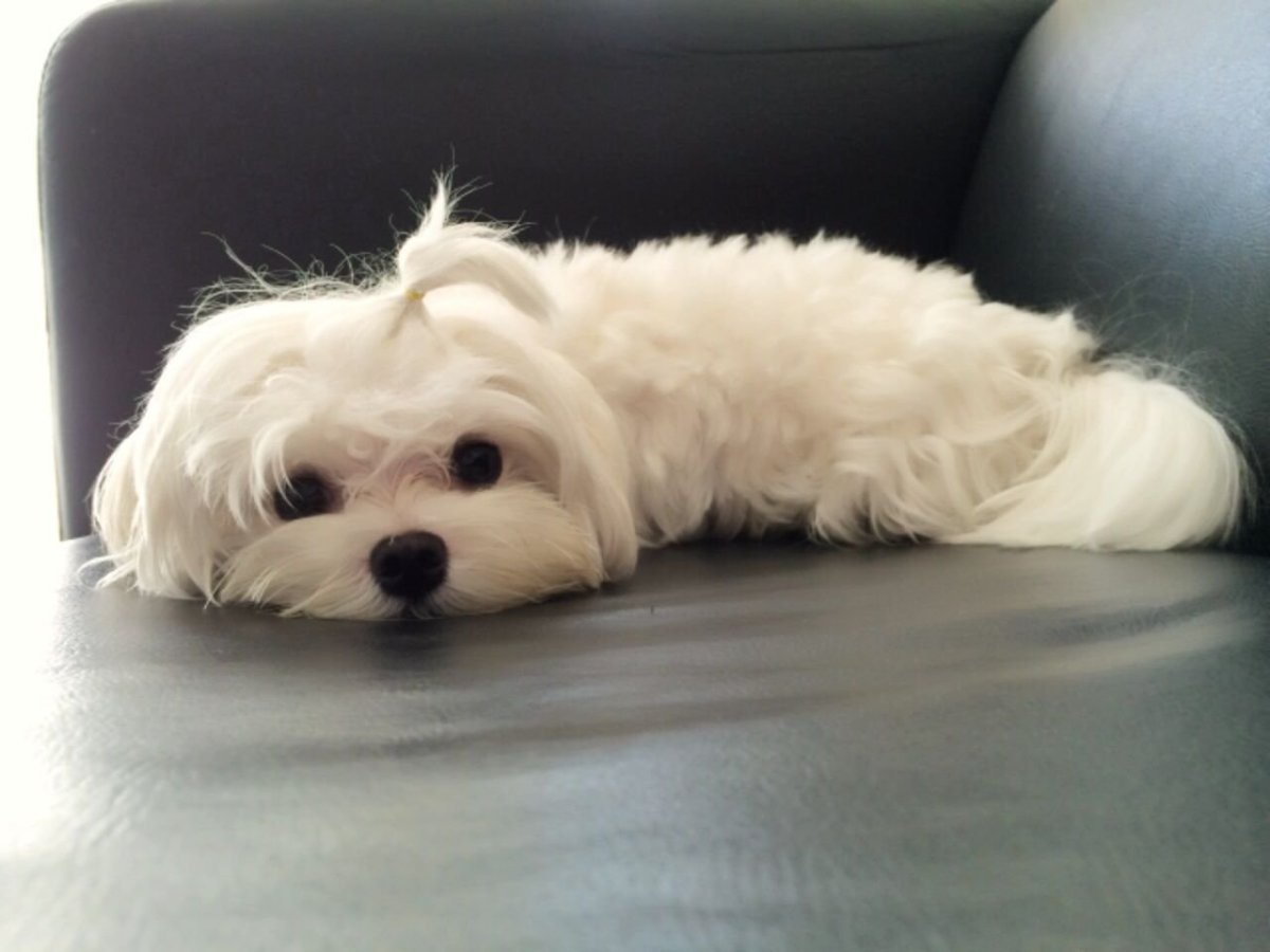 Бишон фризе мишка