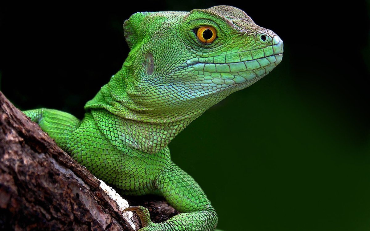 Виды ящериц