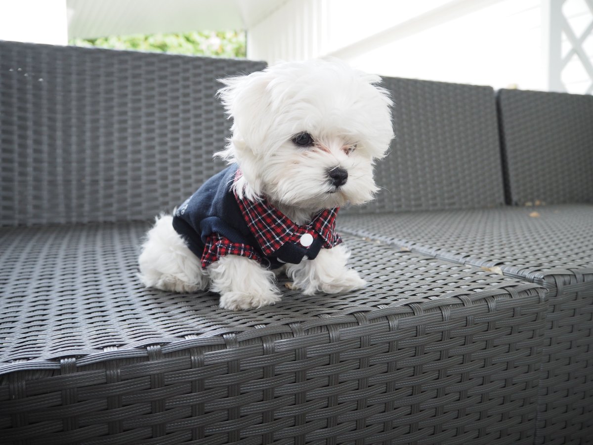 Порода собак мальтипу