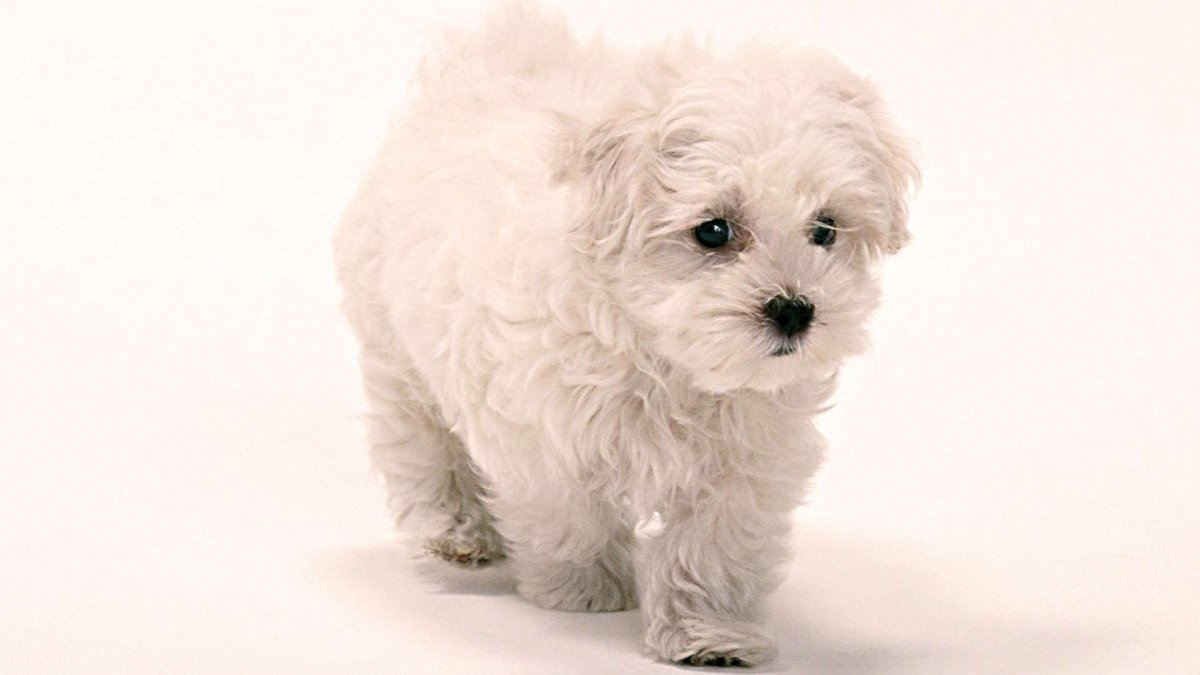 Bichon Frise Puppy