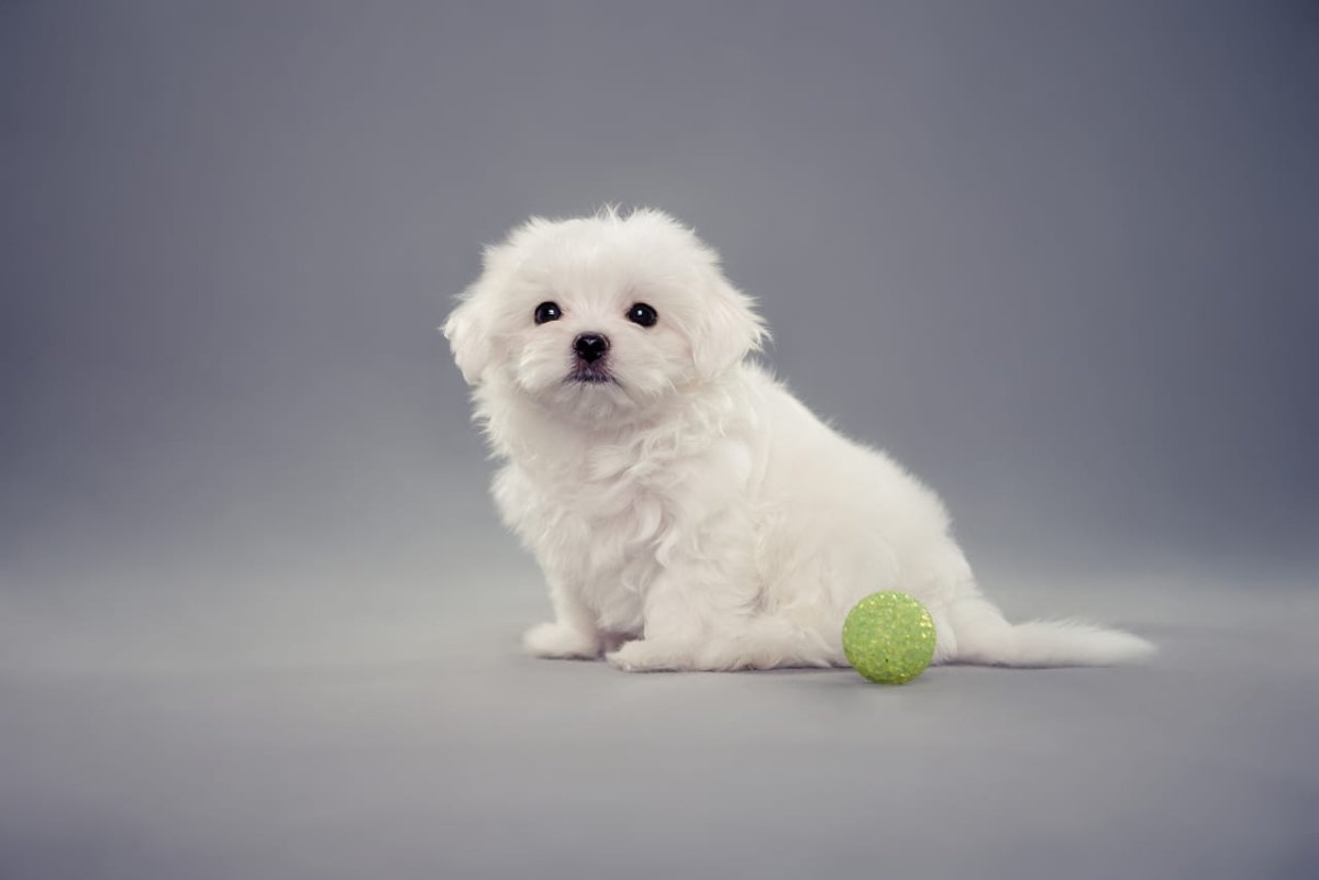 Карликовый Бишон