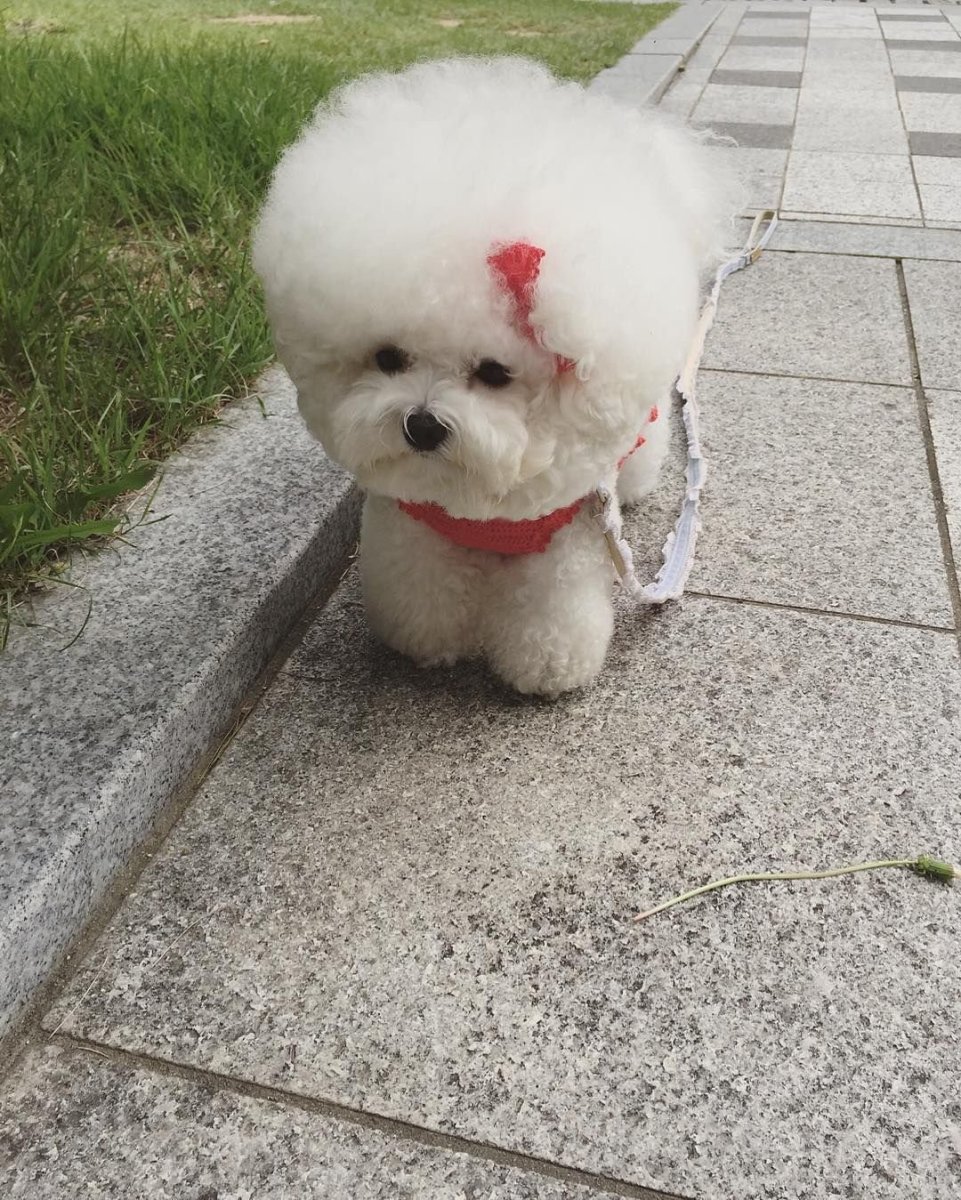 Порода Бишон фризе