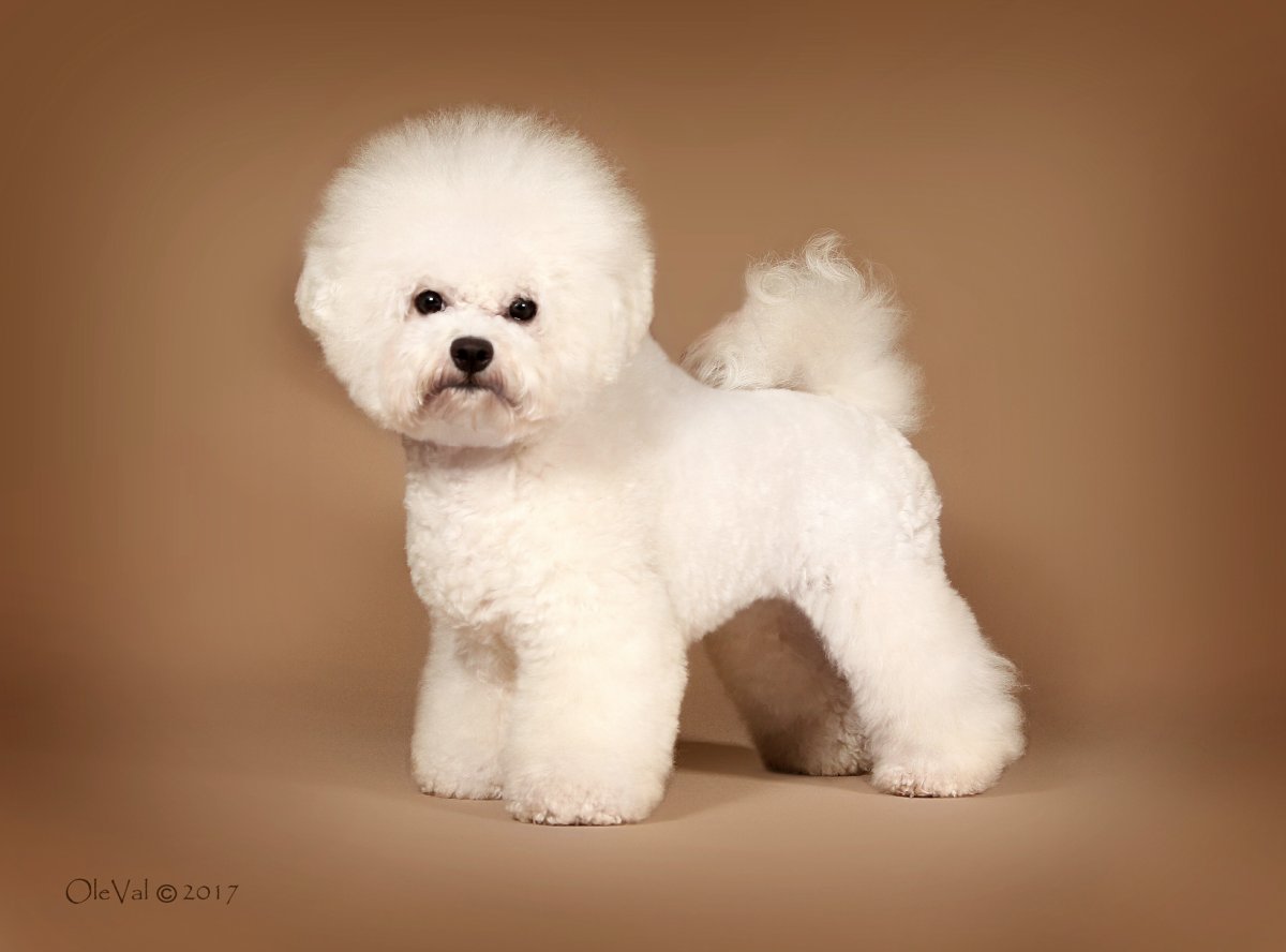 Бишон фризе маленький в тапочке