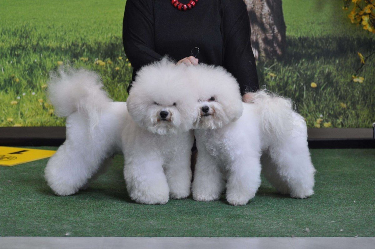 Бишон фризе кремовый