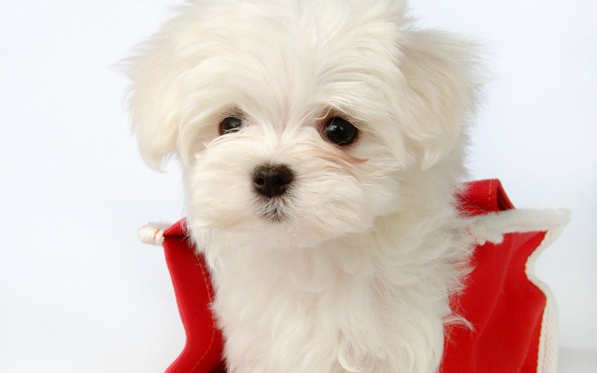 Той пудель Бишон