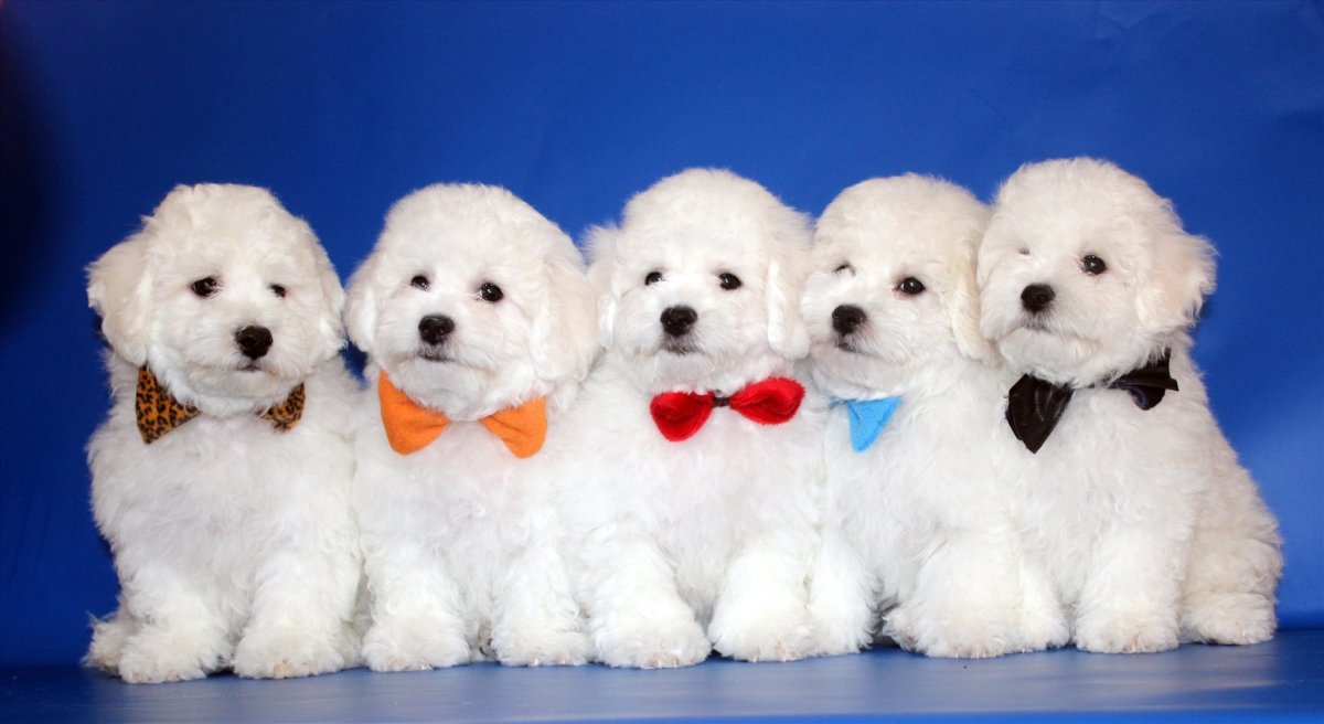 Бишон фризе очень милый