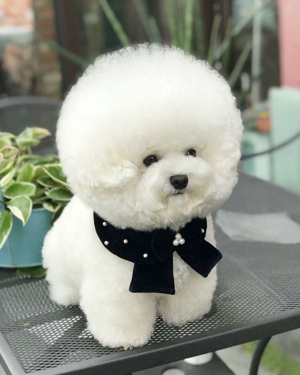 Мальтийская болонка мальтезе милая