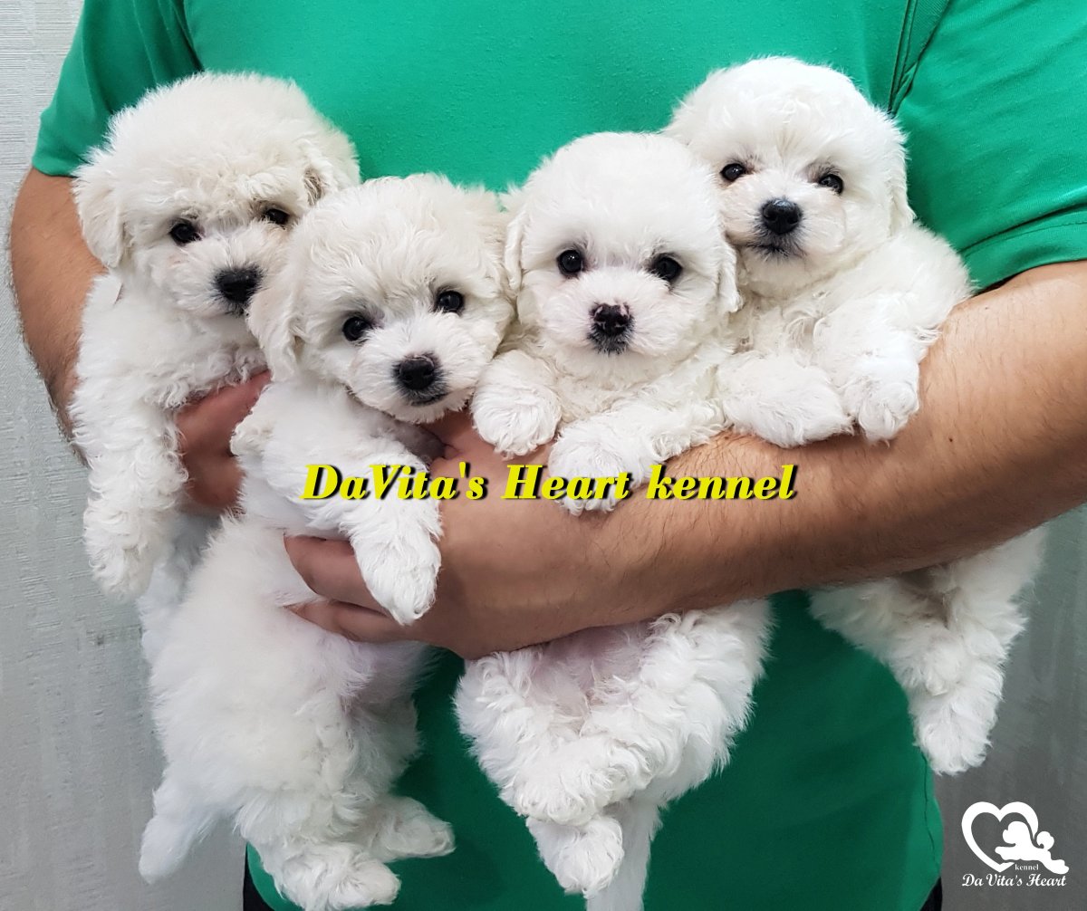 Бишон фризе ангелочки